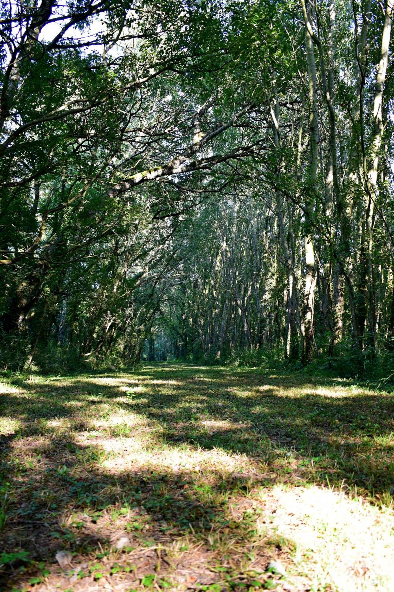 L'Oree Du Bois Gaubau Saint-Georges-sur-Layon Экстерьер фото